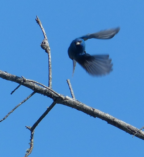 Indigo Bunting